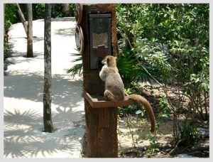 Coatí