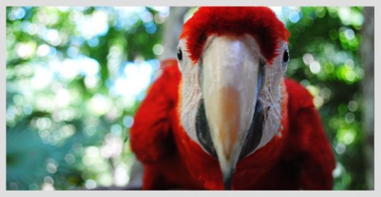 scarlet-macaw-programs-at-xcaret