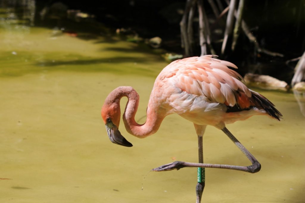 flamingos