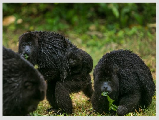 xcaret-monos