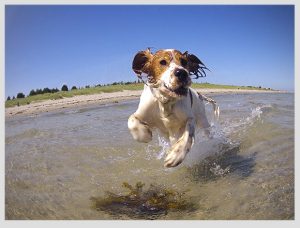 perro jugando en el mar
