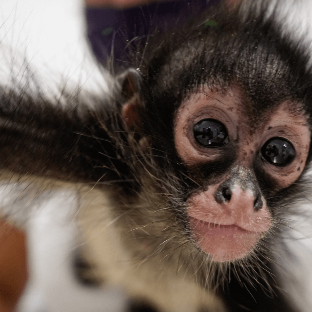 rescue monkey xcaret mexico