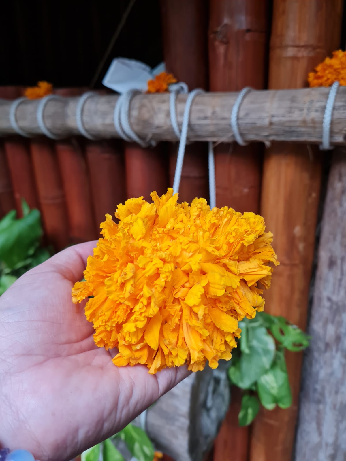 flower-marigold
