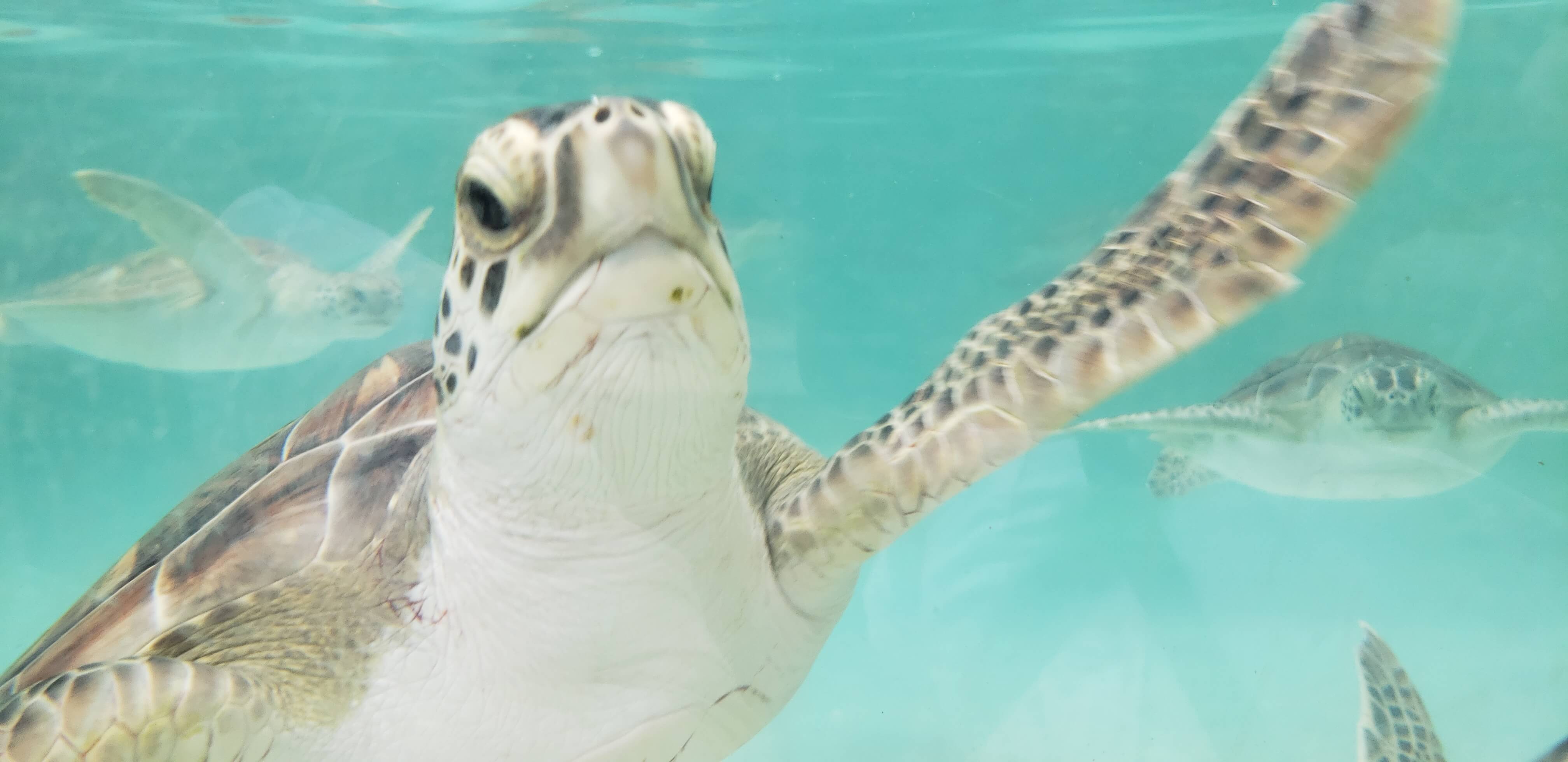 5 razones por las que tuvimos que empezar a proteger a las tortugas marinas