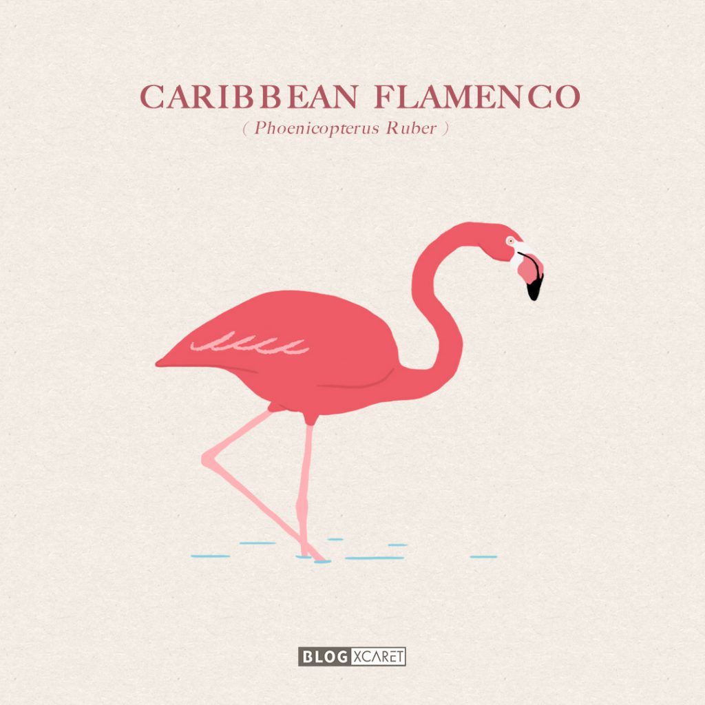 flamingos