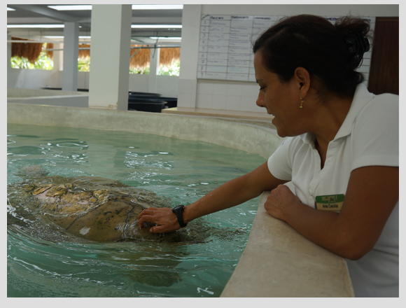 sea turtle hospital in Xcaret