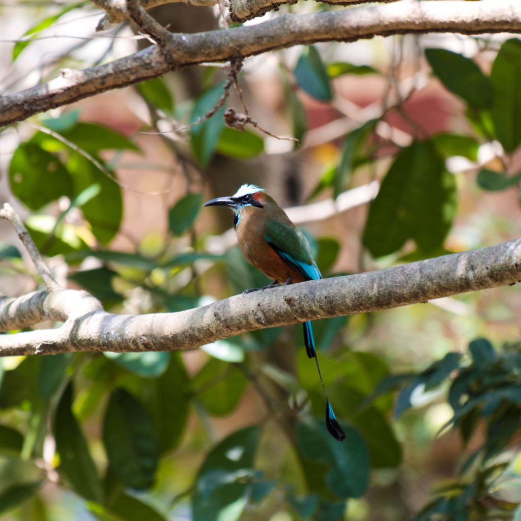 10 especies que podrás observar en el aviario de Xcaret