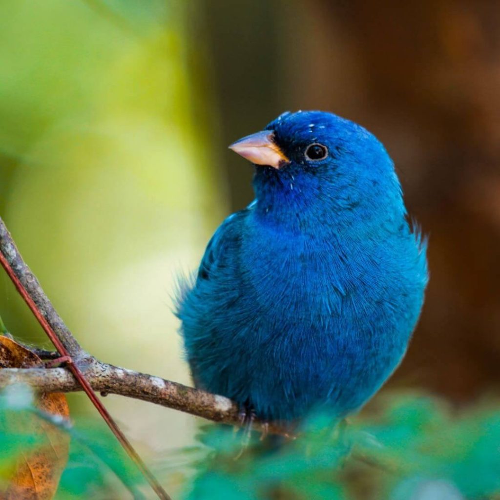 10 especies que podrás observar en el aviario de Xcaret