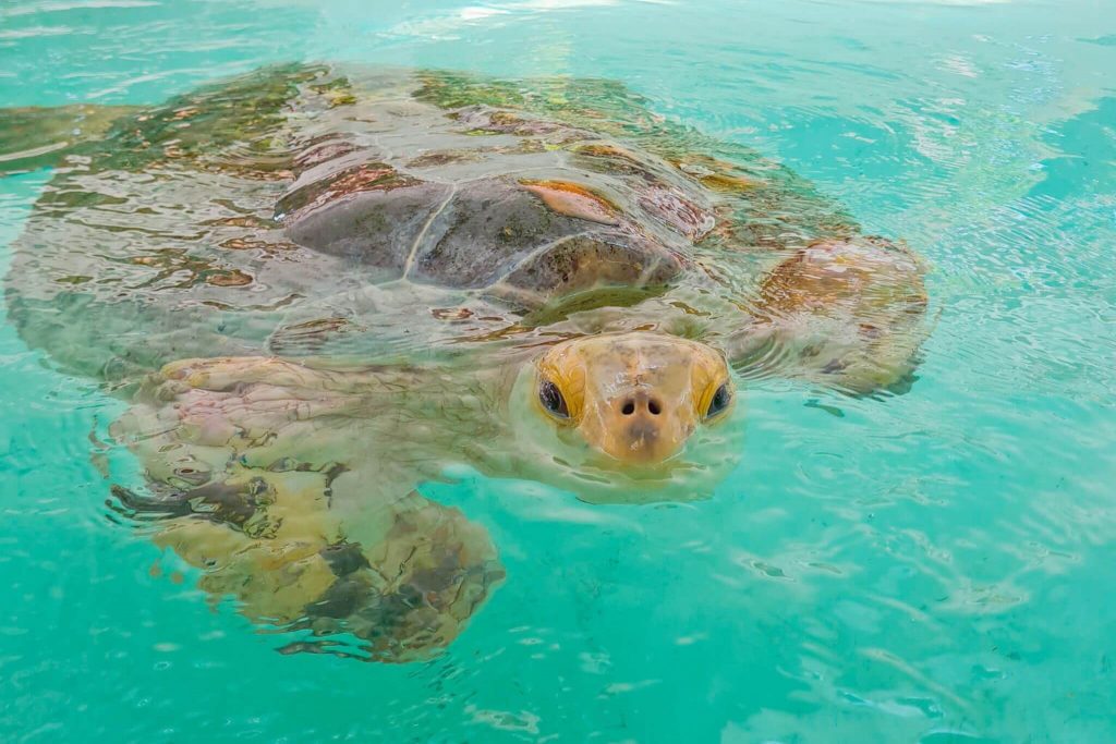 esperanza en el hostipal de tortugas de xcaret