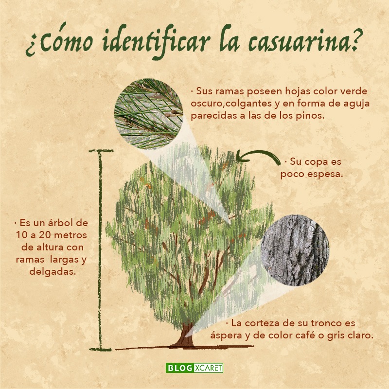 casuarina qué es