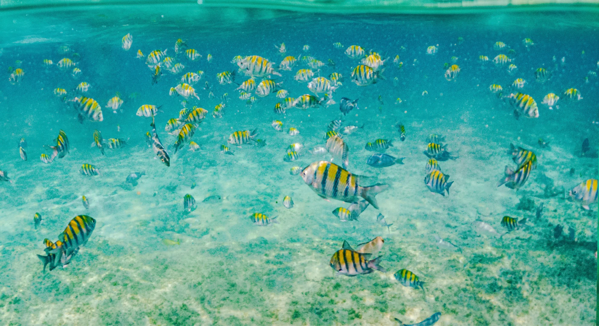 Banco de peces sargento