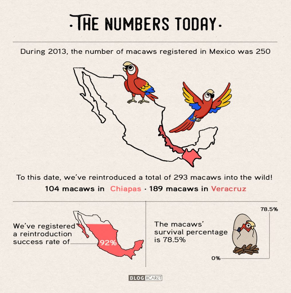 macaw-conservation-xcaret-stats