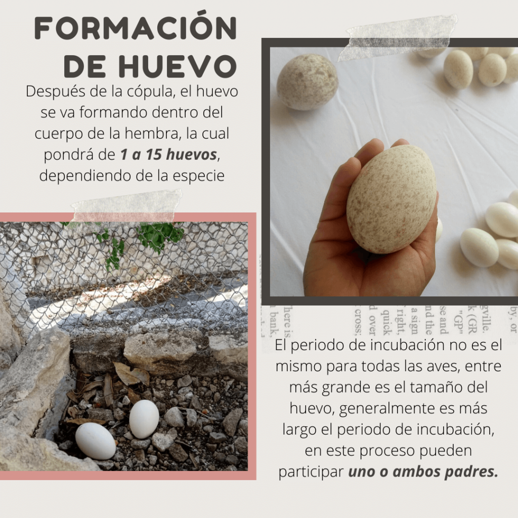 formación de huevos de aves