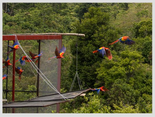 liberacion-guacamayas-xcaret