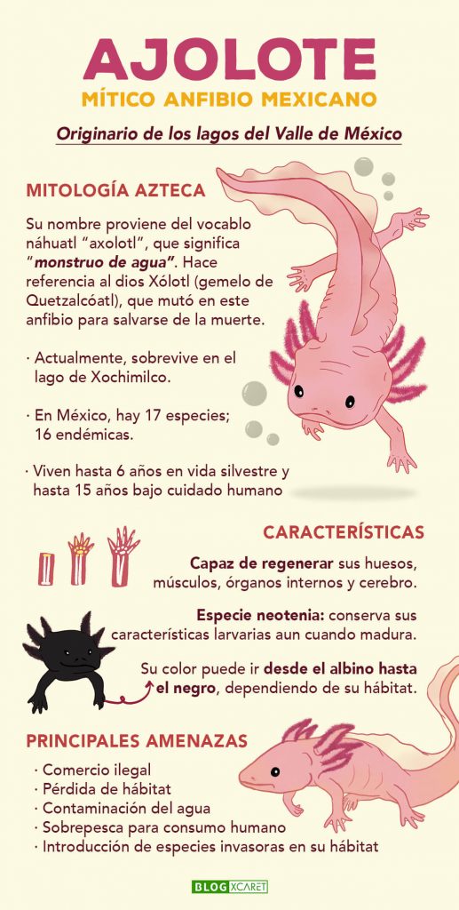 Infografía del ajolote mexicano