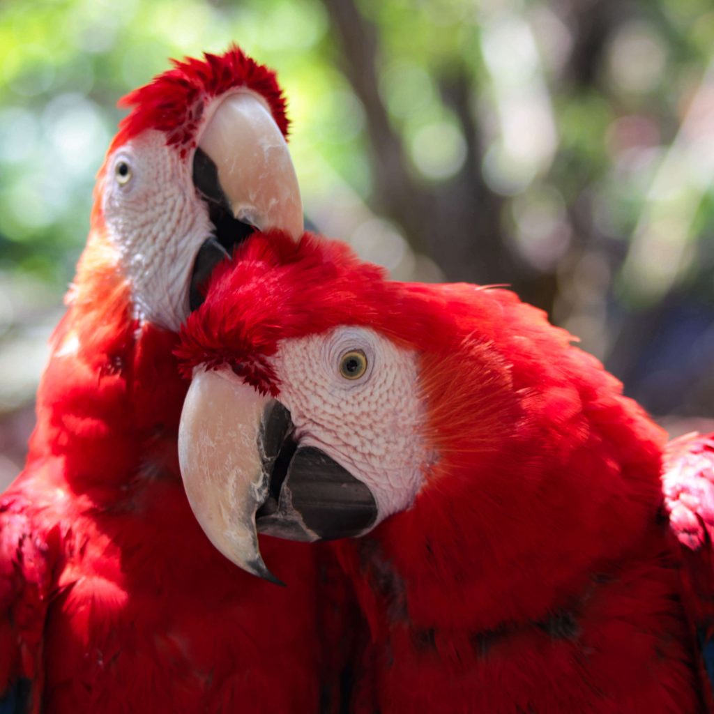 aviario xcaret