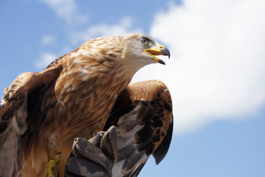 aguila-real-xcaret-hugo-estrella