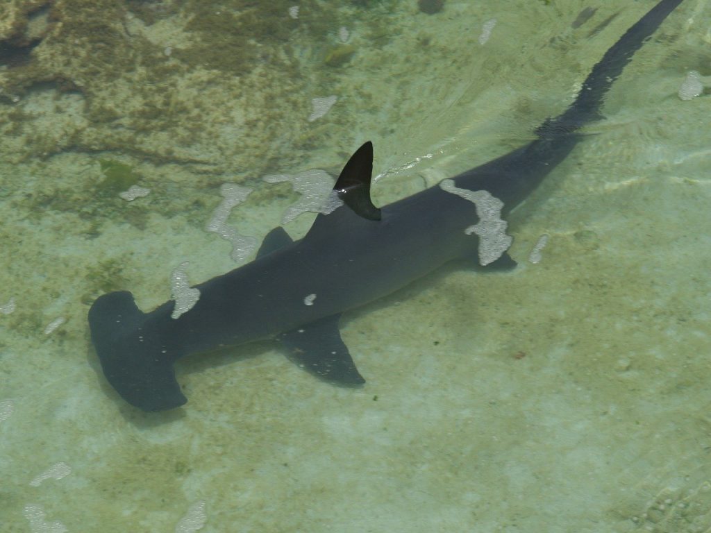 tiburon-martillo-puerto-morelos
