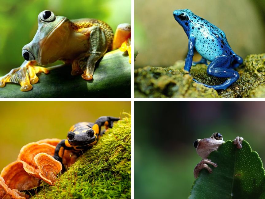 Meet the mini frogs of Madagascar – the new species we've discovered