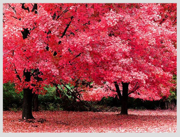 pink-foliage.canada