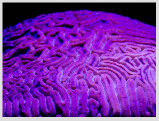 Fluorescent corals: the magic is in the details - Xcaret Blog