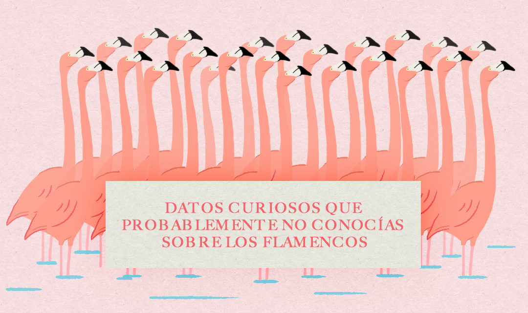 Flamencos, datos curiosos que probablemente no conocías
