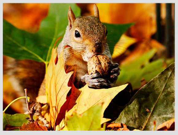 squirrel-in-nature