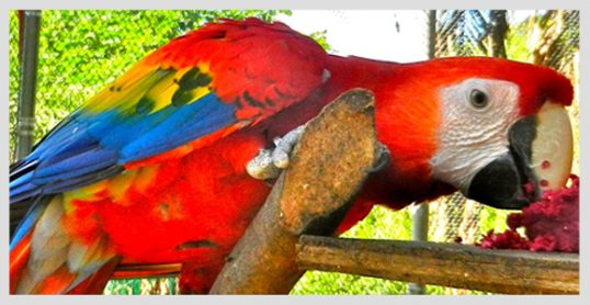 guacamaya-volando-a-casa-liberacion