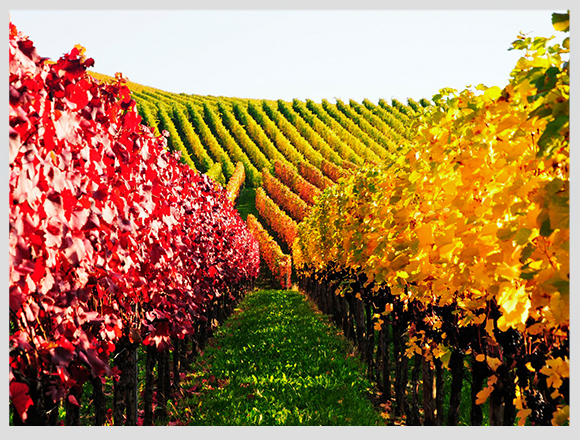 vineyard-autumn