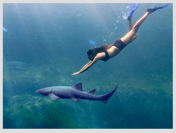 nado-con-tiburones