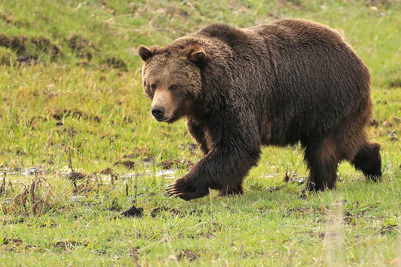 Black Bear endangered