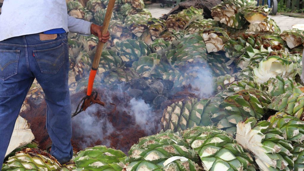 Piñas de agave
