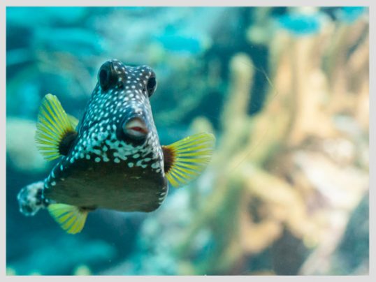 peces-caribe-acuario-xcaret