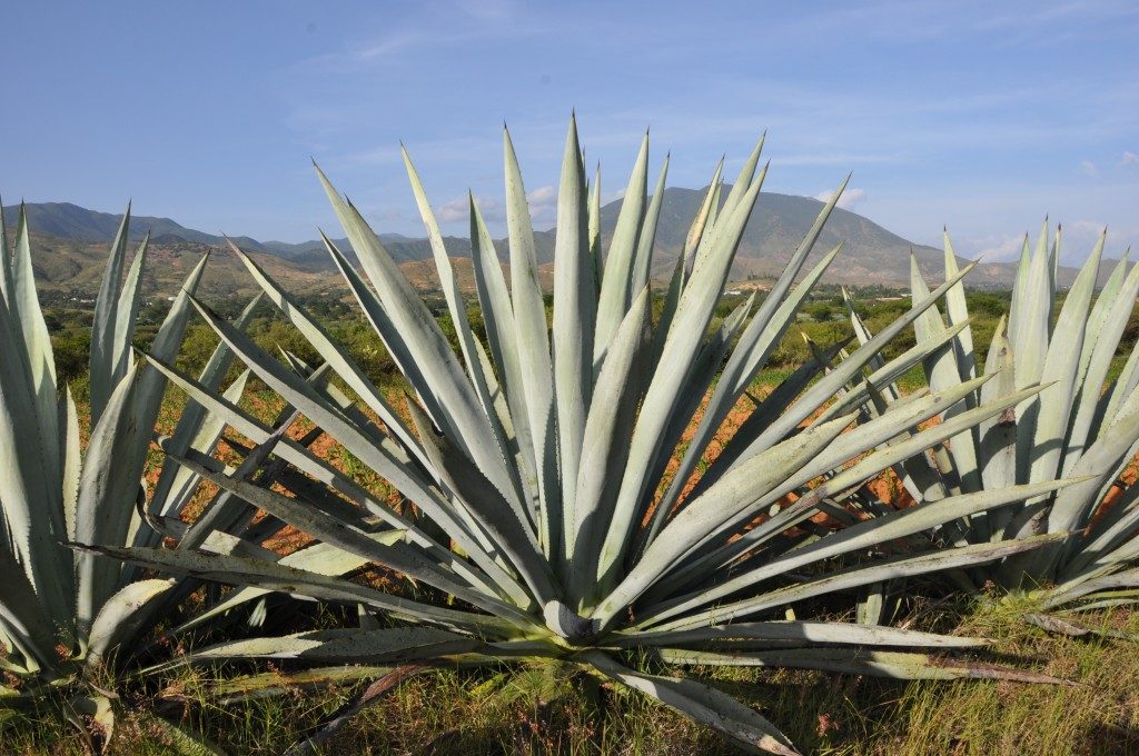 agave-arroqueño-xcaret-hugoestrella