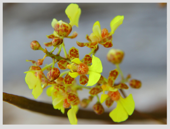 xenotes-orquideas