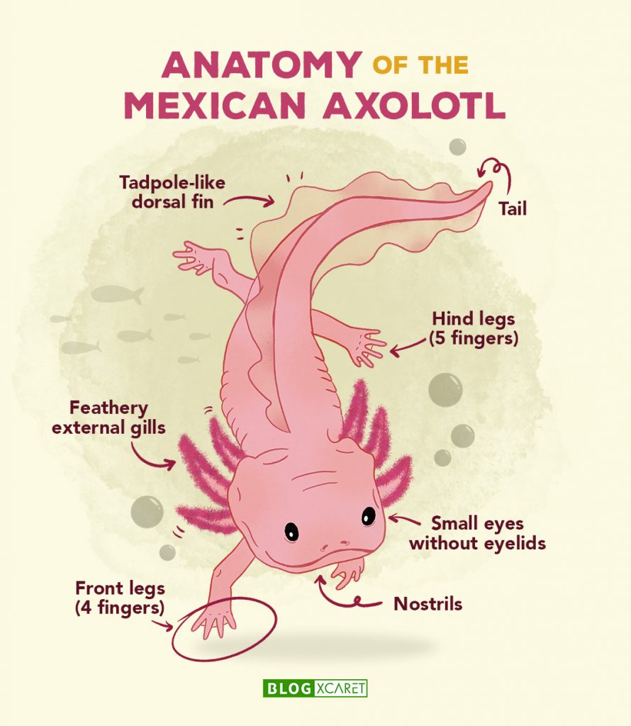 AXOLOTL: MYTHICAL MEXICAN AMPHIBIAN - Xcaret Blog - Read about travel