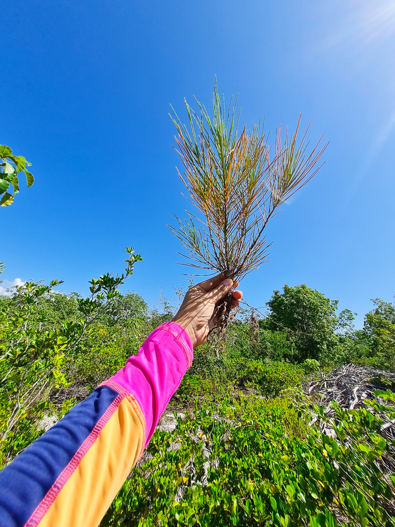 Casuarina qué es