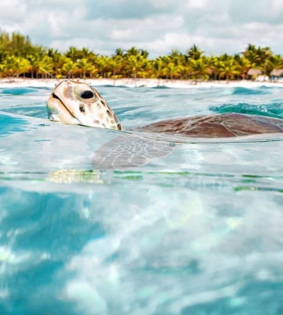 Vive la experiencias de nadar con tortugas en Akumal, Riviera Maya.