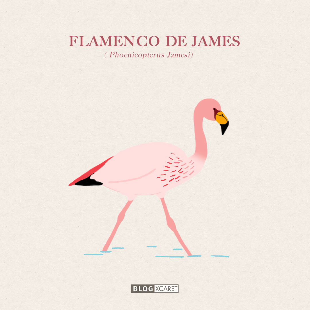 FLAMENCOS DE JAMES