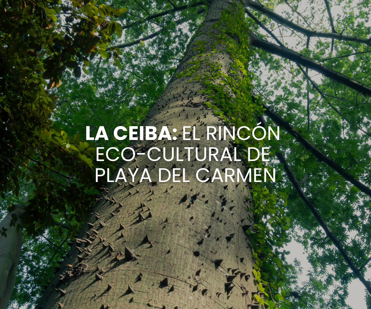 Qué hacer en Parque La Ceiba - Playa del Carmen