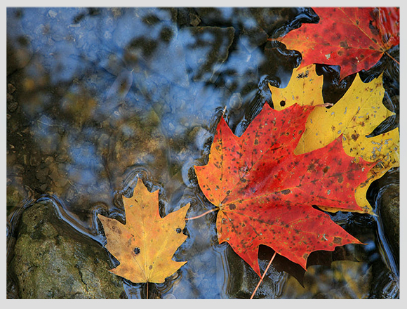 canada-maple-leaves