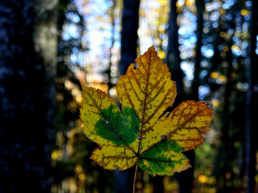 4 ways to reuse fallen leaves for home decor