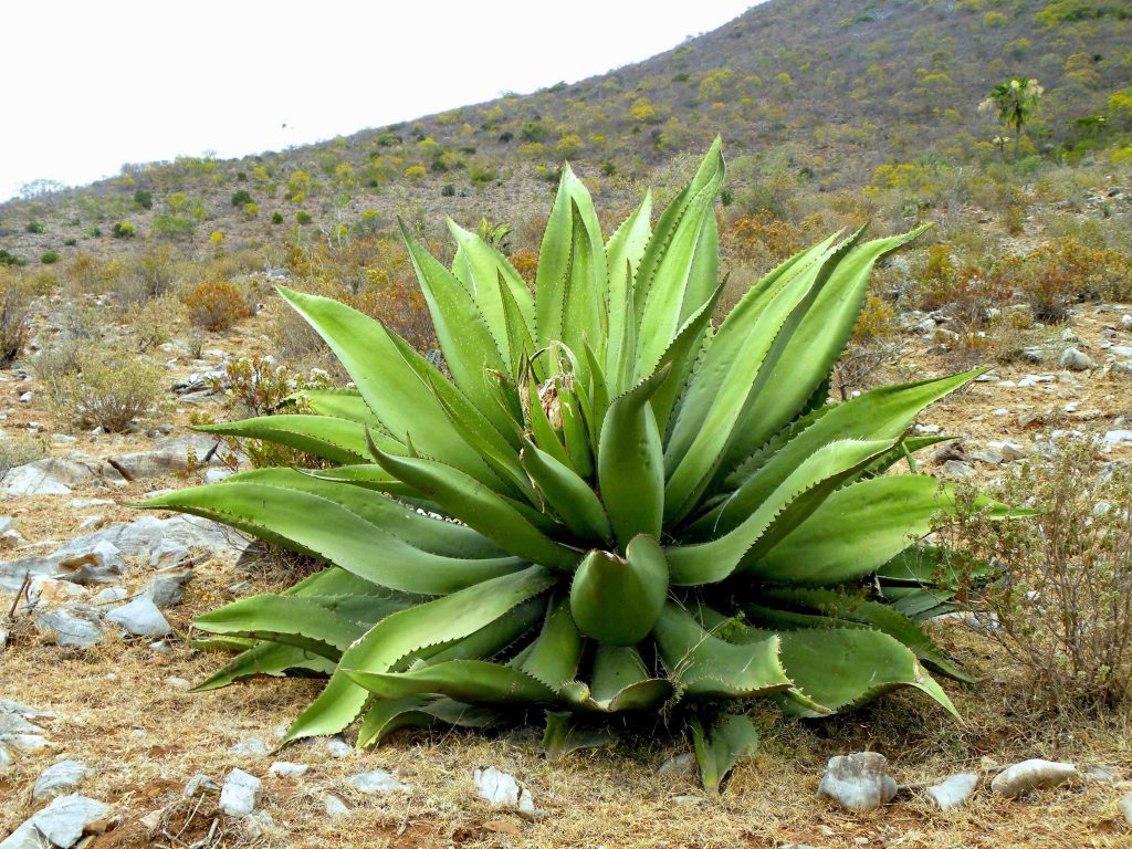 agave-tepextate