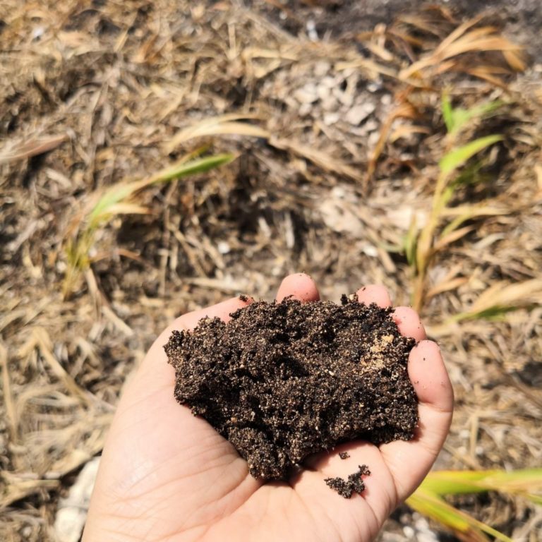 Xcaret-with-sargassum-compost