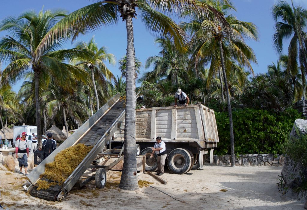 Que hacemos con el sargazo en xcaret