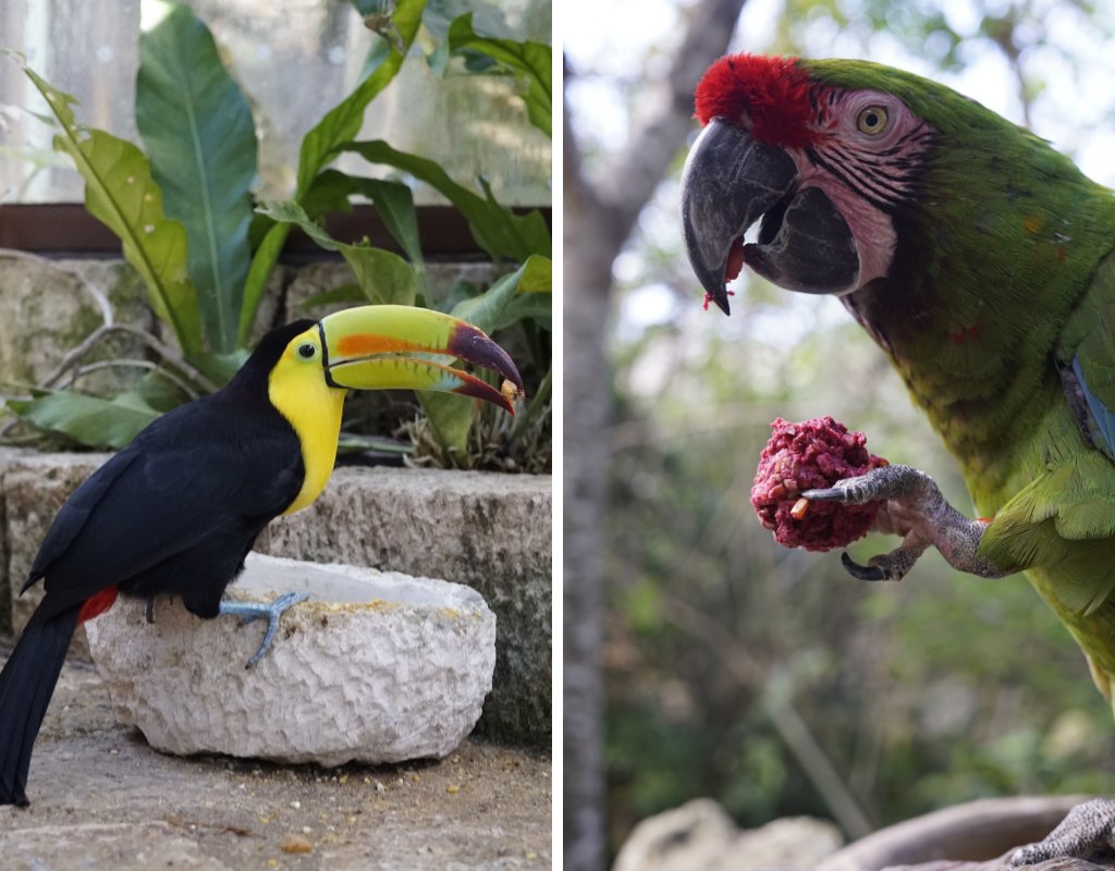 Bienestar Animal en Grupo Xcaret: alimentación de animales