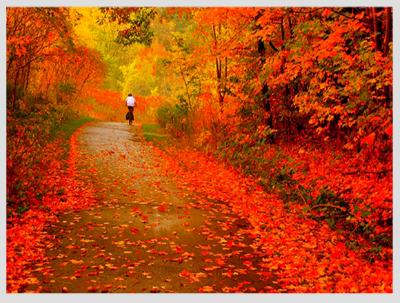 russia-forest-autumn