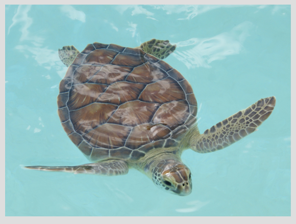 sea turtle hospital in Xcaret