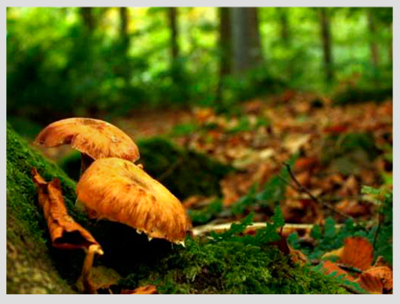 autumn-forest