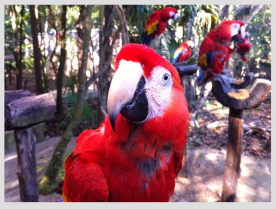 guacamayas-xcaret